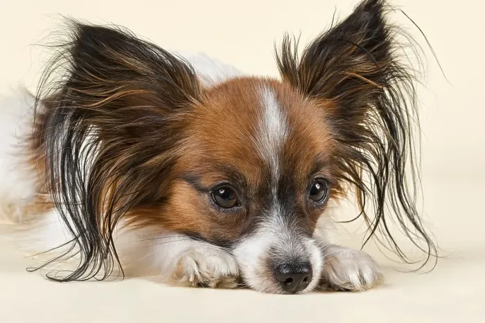 Framed Print : Papillon, male, 18 months, white sable