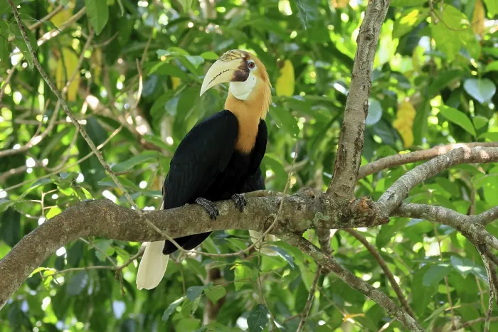 Framed Print : Papuan Hornbill (Rhyticeros plicatus) Framed Print : Papuan Hornbill (Rhyticeros plicatus)