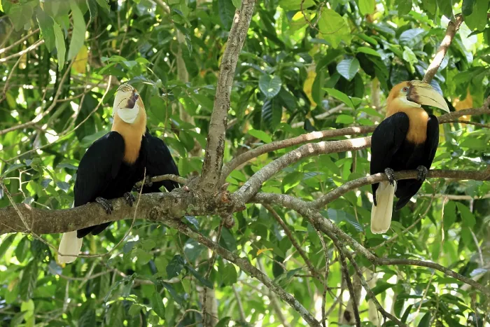 Framed Print : Papuan Hornbill (Rhyticeros plicatus) Framed Print : Papuan Hornbill (Rhyticeros plicatus)