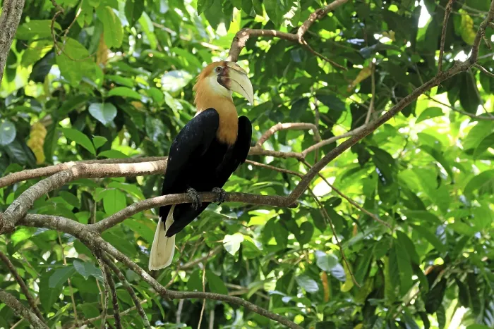 Framed Print : Papuan Hornbill (Rhyticeros plicatus)