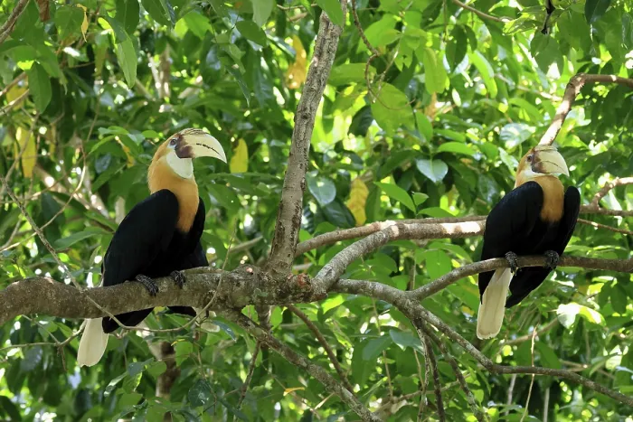 Framed Print : Papuan Hornbill (Rhyticeros plicatus)