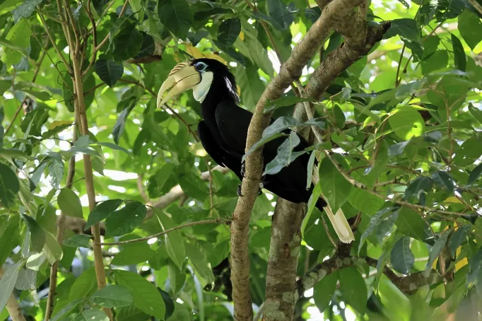 Framed Print : Papuan Hornbill (Rhyticeros plicatus)