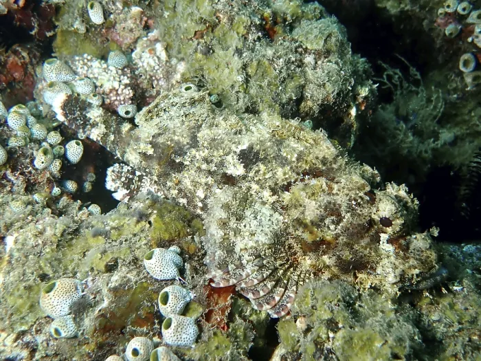 Framed Print : Papuan scorpionfish (Scorpaenopsis papuensis) camouflaged between corals and algae