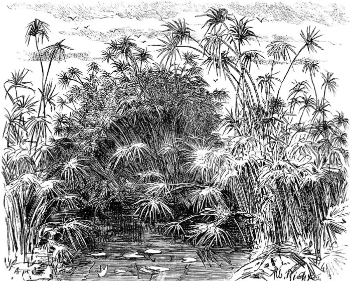 Framed Print : Papyrus plants (Cyperus papyrus) near Syracuse Framed Print : Papyrus plants (Cyperus papyrus) near Syracuse
