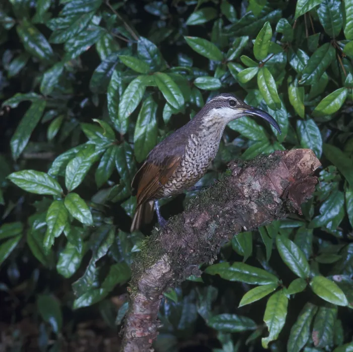 Framed Print : Paradise riflebird (Ptiloris paradiseus)