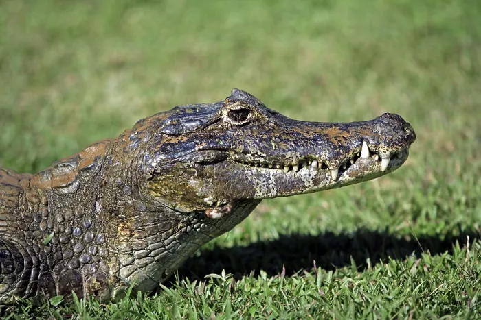 Framed Print : Paraguayan Caiman, Pantanal, Brazil (Caiman crocodilus yacare)