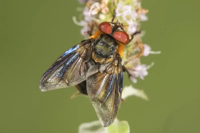 Framed Print : Parasitic fly (Phasia hemiptera) on flower of horse mint (Mentha longifolia) Framed Print : Parasitic fly (Phasia hemiptera) on flower of horse mint (Mentha longifolia)