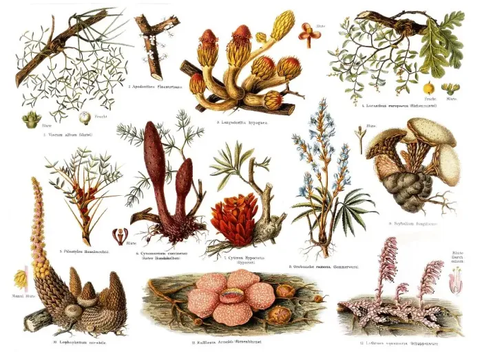 Framed Print : Parasitic plants, historical illustration