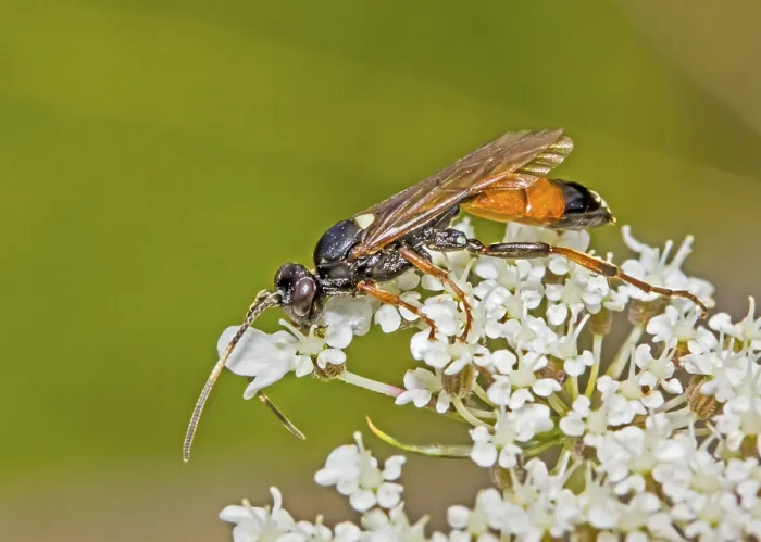 Framed Print : Parasitic wasp Ichneumon Suspiciosus' Parasitic wasp Ichneumon Suspiciosus