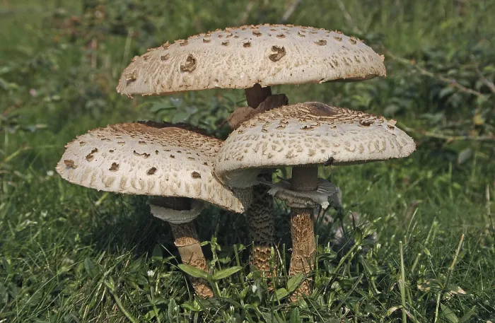 Framed Print : Parasol (Macrolepiota procera)