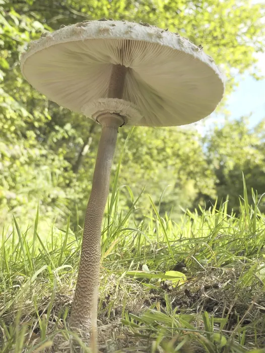 Framed Print : Parasol mushroom (Macrolepiota procera) growing at the edge of a forest Framed Print : Parasol mushroom (Macrolepiota procera) growing at the edge of a forest