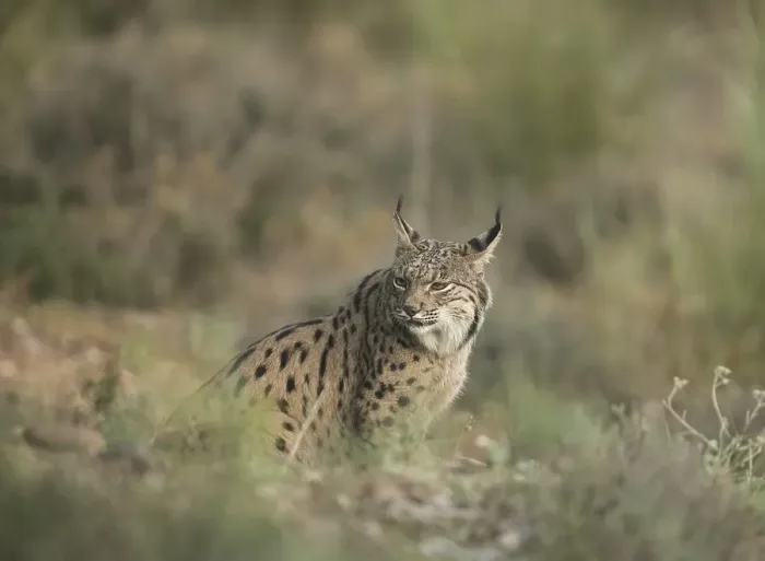 Framed Print : Pardell Lynx female, Iberian Lynx (Lynx pardinus)