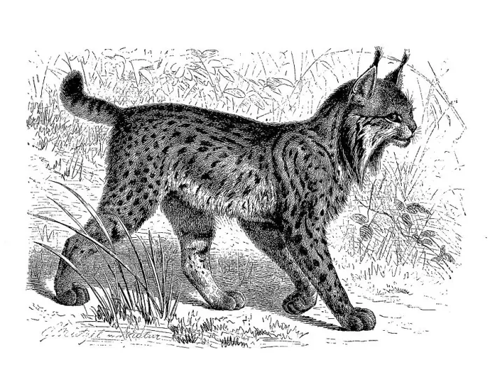 Framed Print : Pardelluchs, also called Iberian Lynx (Lynx pardinus)
