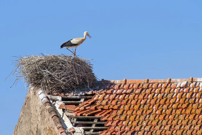 Framed Print : Parent stork stands in nest on building with blue sky