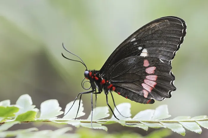 Framed Print : Parides butterfly or Parides butterfly (Parides iphidamas) Framed Print : Parides butterfly or Parides butterfly (Parides iphidamas)