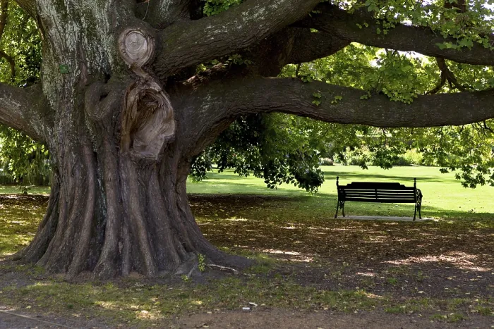 Framed Print : A park bench under a huge old elm (Ulmus glabra) in Hagley Park