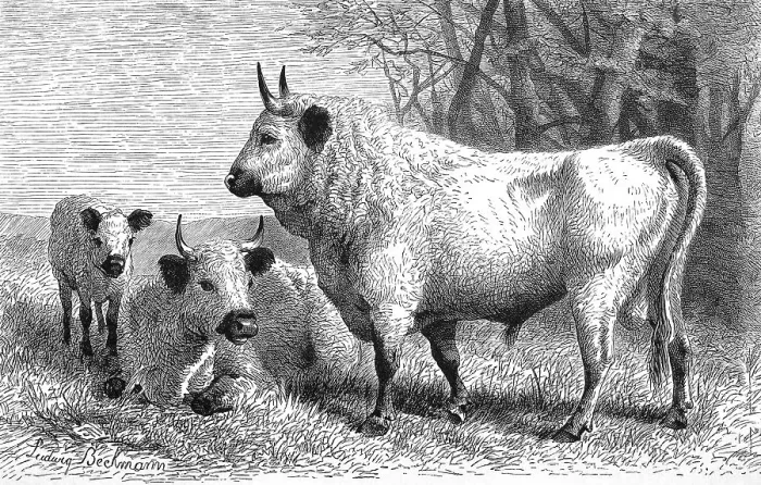 Framed Print : Park cattle, The cattle from England called White Park cattle or English Park cattle