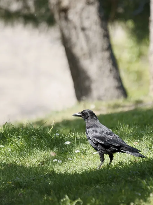 Framed Print : Park, Crow, Parc des Glacieres