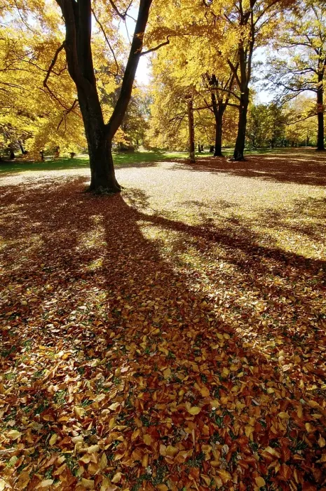 Framed Print : Park with tree trees in fall autumn autumn foliage Munich Bavaria Germanys