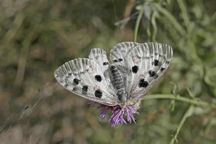 Framed Print : Parnassius apollo, Apollo butterfly Framed Print : Parnassius apollo, Apollo butterfly