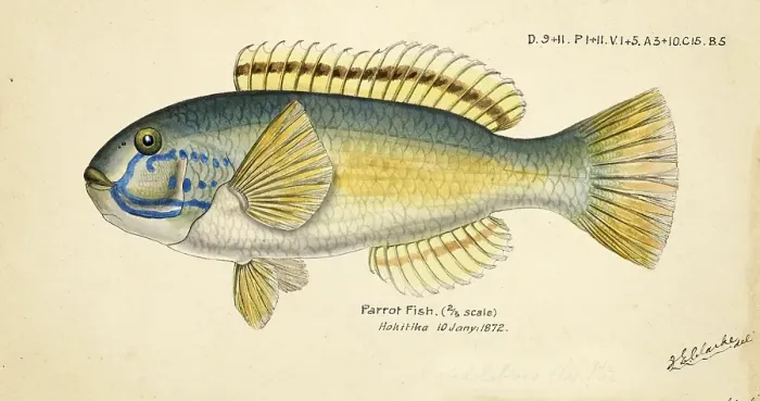 Framed Print : Parrot fish, Scaridae, Parrot fish, fish, reproduction of an original, by Frank Edward Clarke (born 1849, died 1899), ichthyologist and scientific draughtsman Framed Print : Parrot fish, Scaridae, Parrot fish, fish, reproduction of an original, by Frank Edward Clarke (born 1849, died 1899), ichthyologist and scientific draughtsman