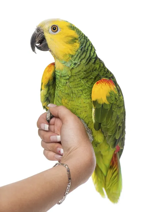 Framed Print : Parrot perched on a hand Framed Print : Parrot perched on a hand