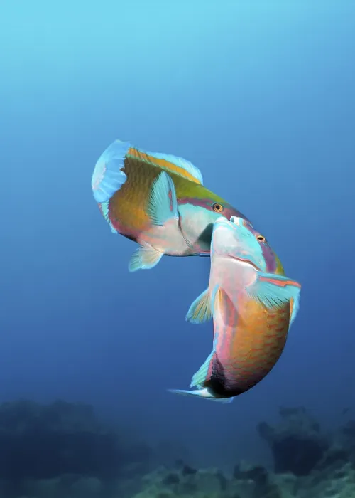 Framed Print : Parrotfish (Scarinae) two, mating