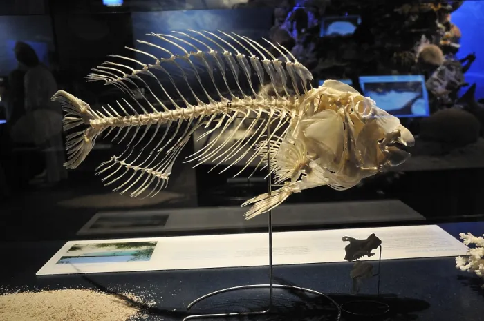 Framed Print : Parrotfish (Scarus ghobban) skeleton
