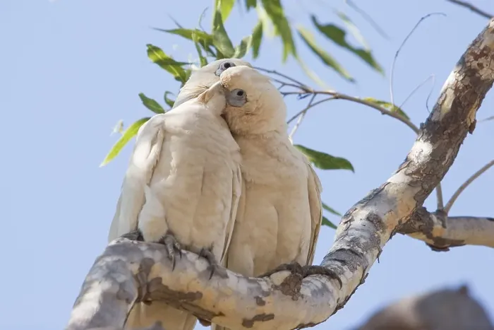 Framed Print : Two parrots, cockatoos, Purnululu National Park