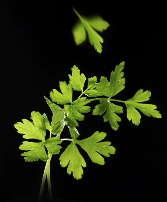 Framed Print : Parsley (Petroselinum crispum) against a black background Framed Print : Parsley (Petroselinum crispum) against a black background