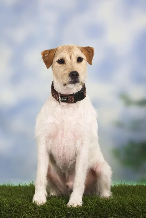 Framed Print : Parson-Russell-Terrier Framed Print : Parson-Russell-Terrier