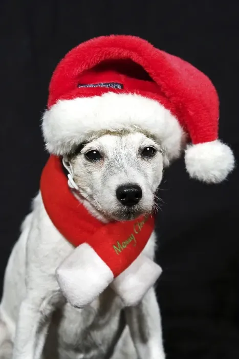 Framed Print : Parson Russell Terrier dressed as an elf Framed Print : Parson Russell Terrier dressed as an elf