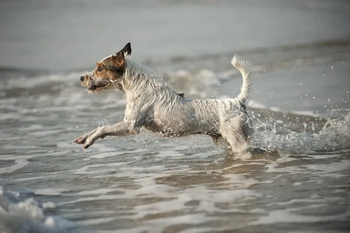 Framed Print : Parson Russell Terrier playing in the water