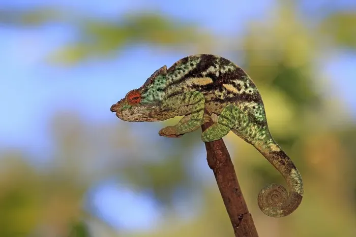 Framed Print : Parson's Chameleon (Calumma parsonii)