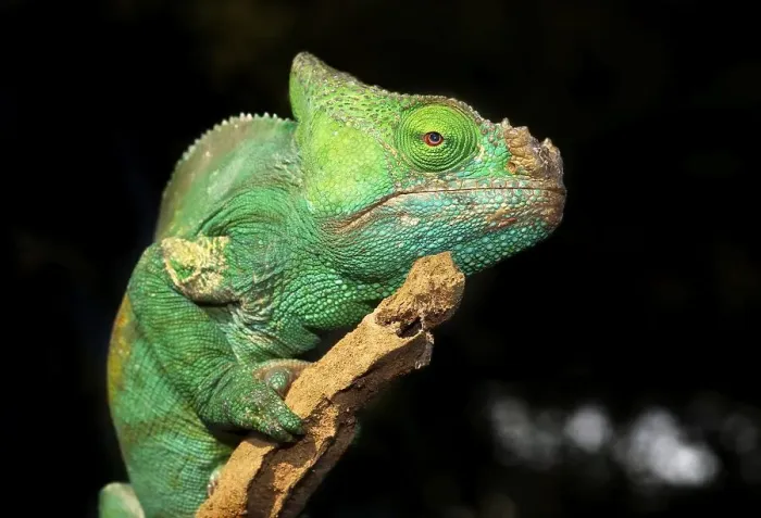 Framed Print : Parson's Chameleon (Calumma parsonii) Framed Print : Parson's Chameleon (Calumma parsonii)