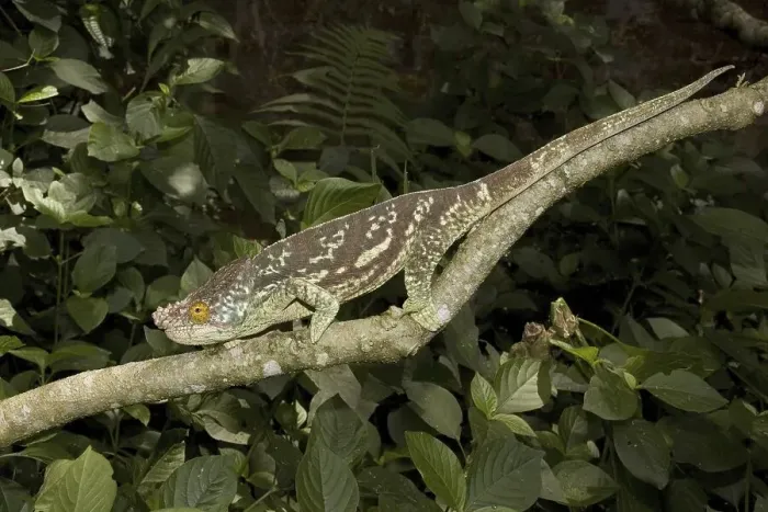 Framed Print : Parson's chameleon (Calumma parsonii) Framed Print : Parson's chameleon (Calumma parsonii)