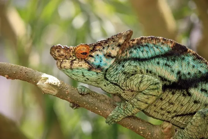 Framed Print : Parson's Chameleon (Calumma parsonii) Framed Print : Parson's Chameleon (Calumma parsonii)