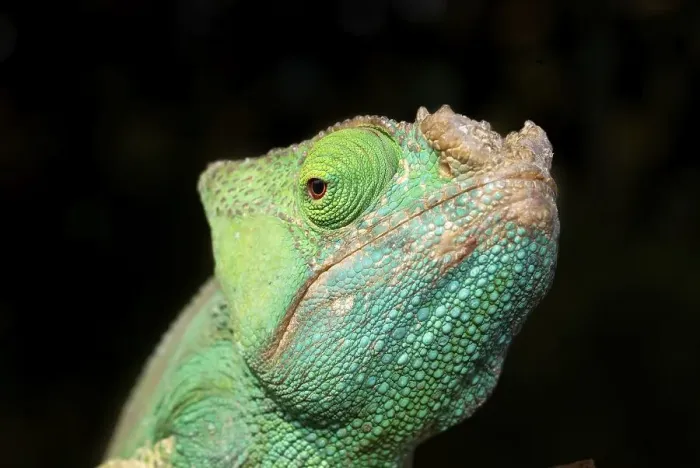 Framed Print : Parson's Chameleon (Calumma parsonii)
