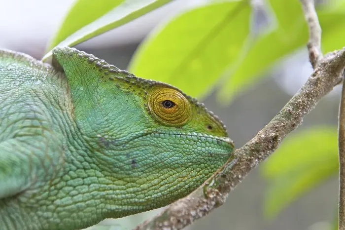 Framed Print : Parson's chameleon (Calumma parsonii)