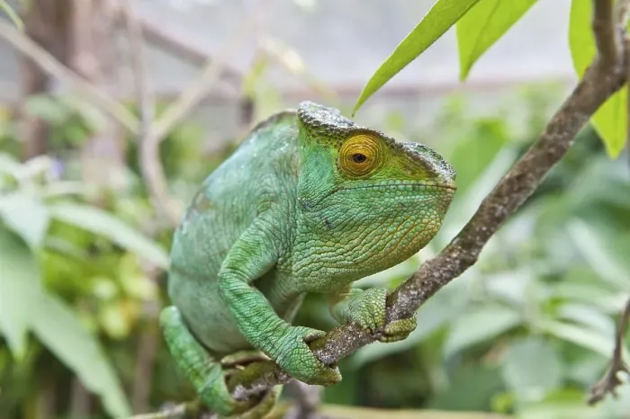 Framed Print : Parson's chameleon (Calumma parsonii)