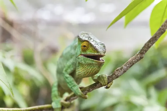 Framed Print : Parsons Chameleon (Calumma parsonii)