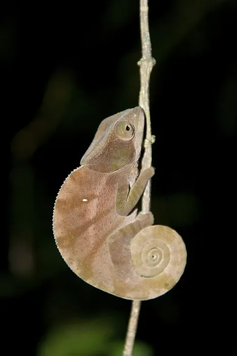 Framed Print : Parsons Chameleon (Calumma parsonii) Framed Print : Parsons Chameleon (Calumma parsonii)