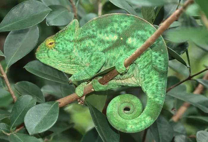 Framed Print : Parson's Chameleon (Calumma parsonii)