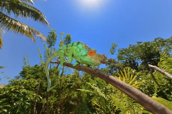 Framed Print : Parson's Chameleon (Calumma parsonii)