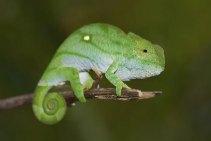 Framed Print : Parson's Chameleon (Calumma parsonii)
