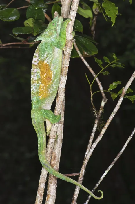 Framed Print : Parson's chameleon (Calumma parsonii)