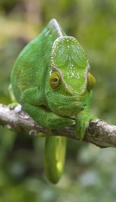 Framed Print : Parson's chameleon (Calumma parsonii parsonii)