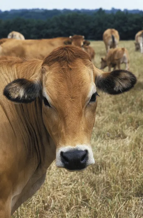 Framed Print : Parthenaise cow, a French breed of cattle