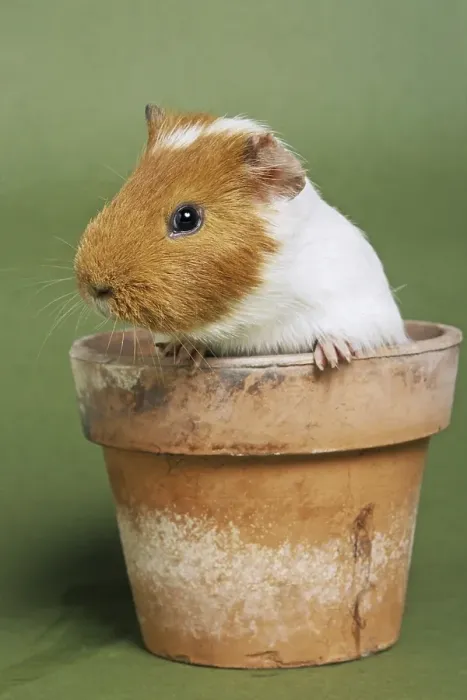 Framed Print : Two parti-colored cavy, guinea pig (Cavia porcellus) in flowerpot Framed Print : Two parti-colored cavy, guinea pig (Cavia porcellus) in flowerpot