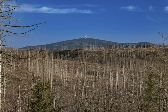 Framed Print : Partially dead trees, spruces, on the Huthberg in the Harz Mountains